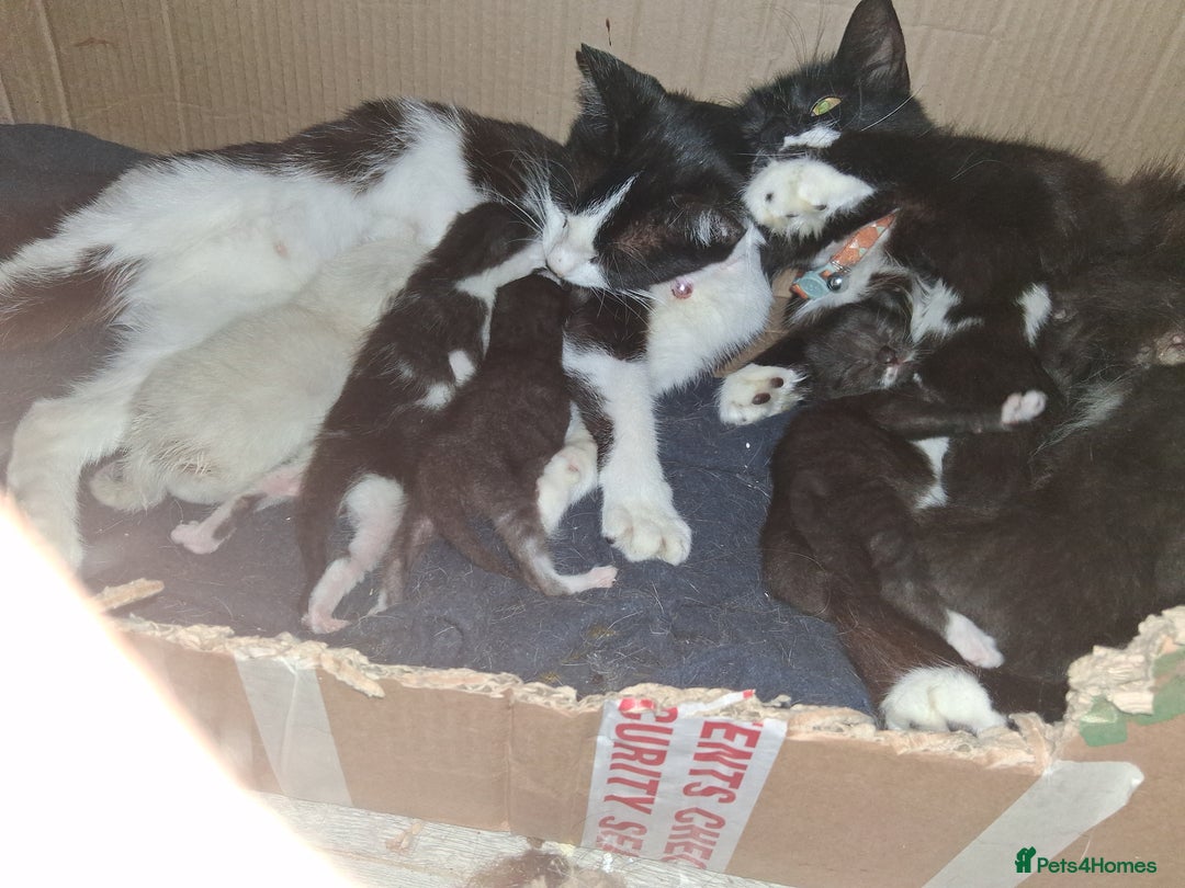 Mixed Breed cats for sale: 3 wonderful kittens - Image 7