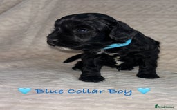 Cavapoo dogs for sale: Beautiful F1 Cavapoo Puppies  - Image 19