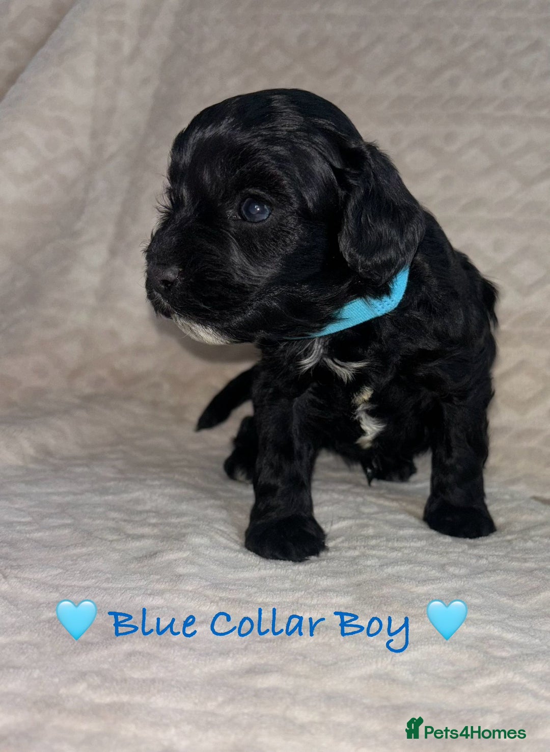 Cavapoo dogs for sale: Beautiful F1 Cavapoo Puppies  - Image 19