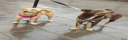 Mixed Breed dogs for adoption: 💙🐶 KAI & ❤️🐶 GERDA– LIKE IN A FAIRY TALE in Burton-on-Trent - Advert 20