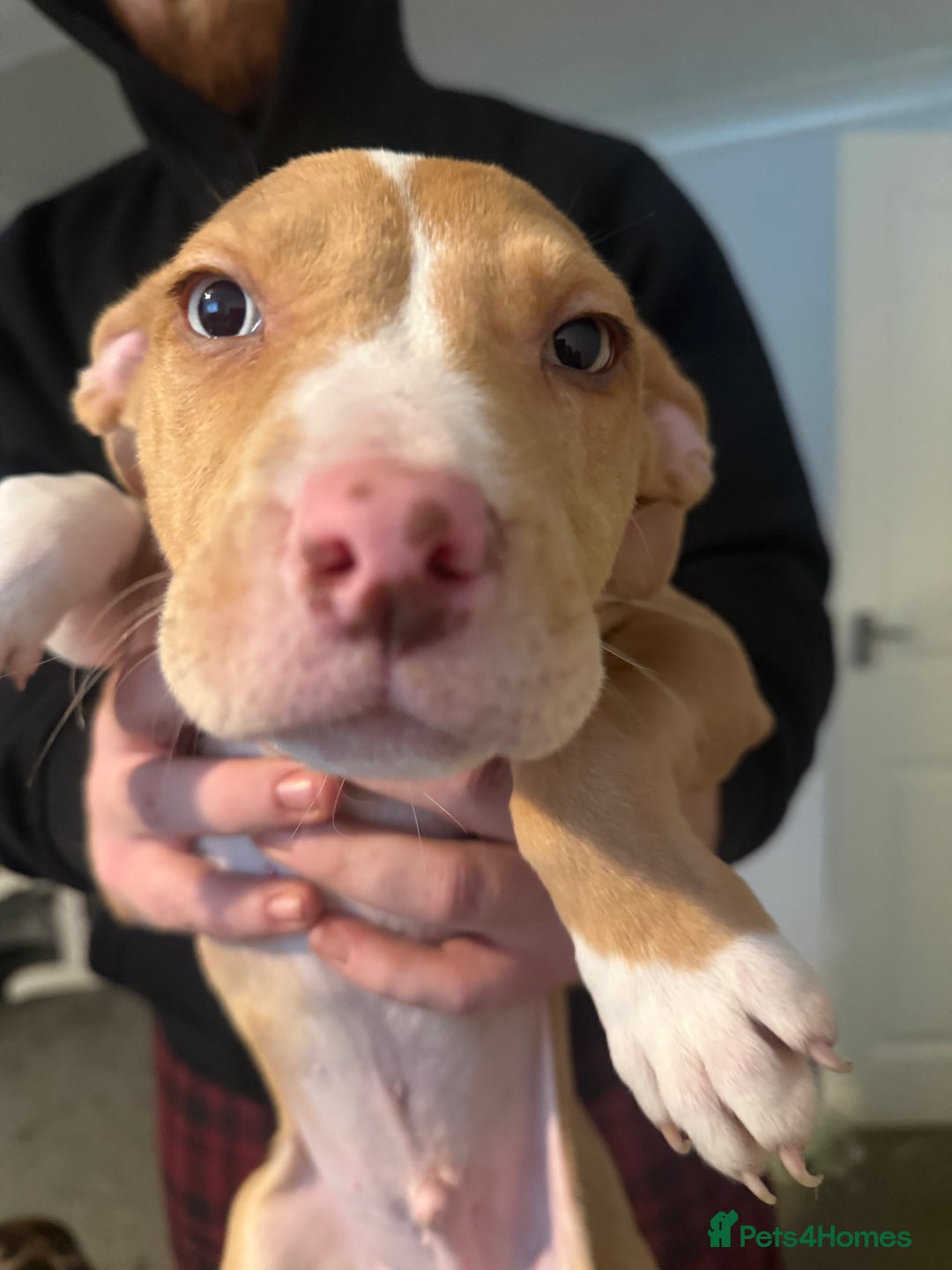 Mixed Breed dogs for sale: 7 Gorgeous Lurcher x Pocket Bully Pups  - Advert 21