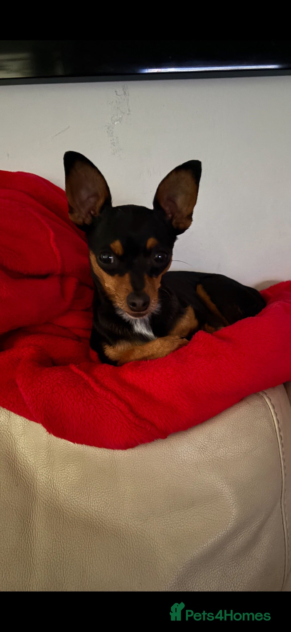 Russian Toy Terrier dogs Rissian Toy - Advert 1