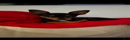 Russian Toy Terrier dogs for sale: Rissian Toy in Leeds - Advert 1