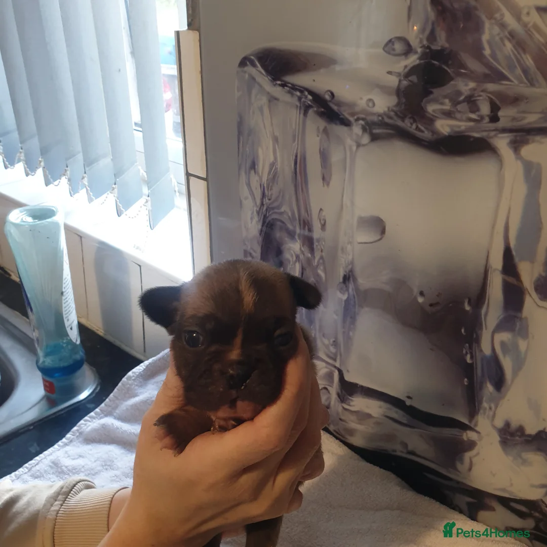 French Bulldog dogs for sale: 4French bulldog puppies 5weeks old kc registered  - Advert 19