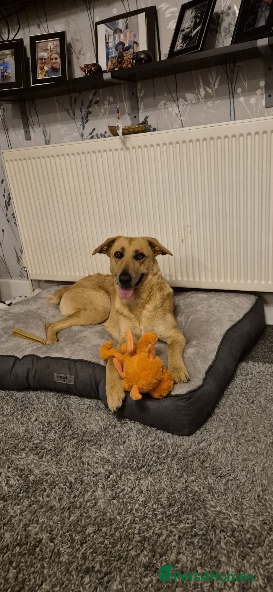 Mixed Breed dogs Urgent Home 4 Beautiful Phoebe 🥀  - Advert 2