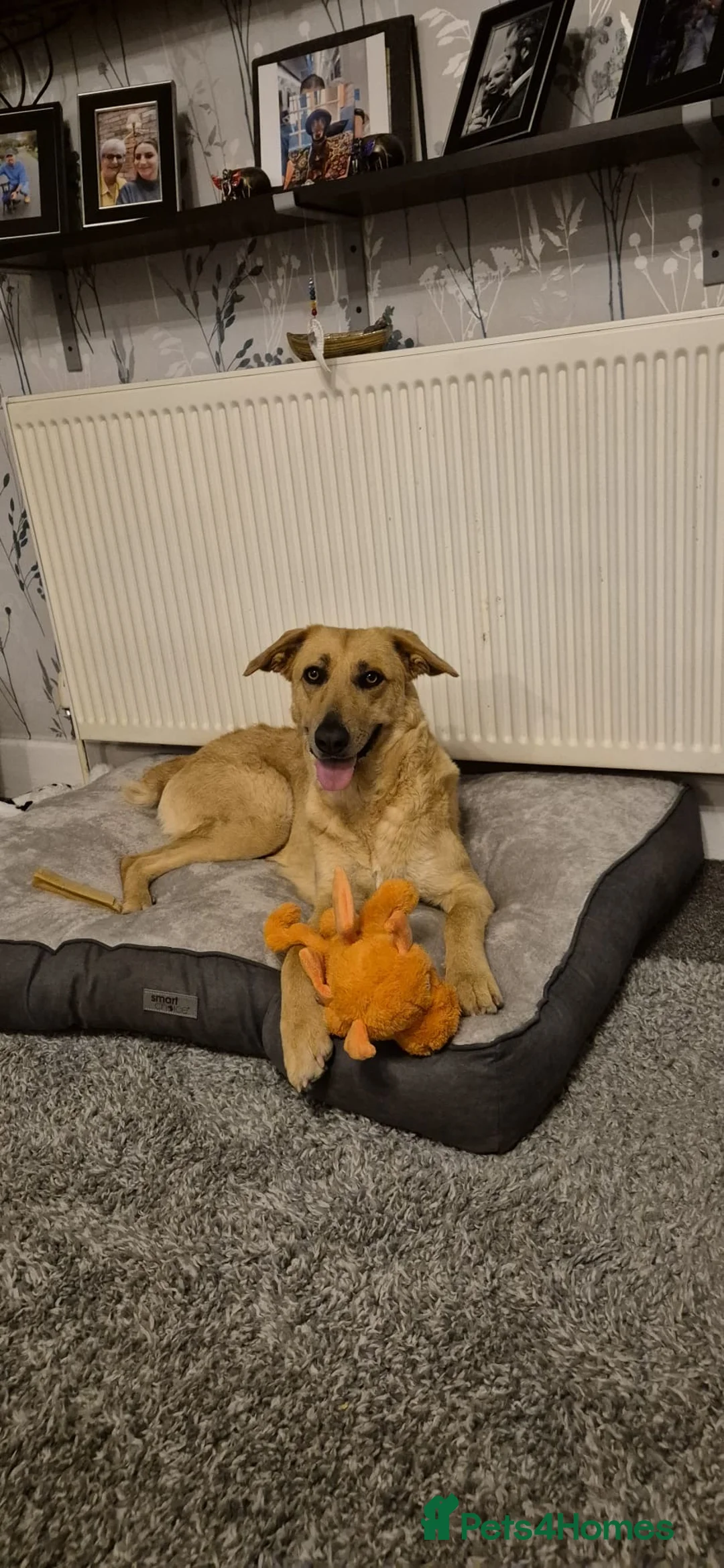 Mixed Breed dogs for adoption: Urgent Home 4 Beautiful Phoebe 🥀  - Advert 1