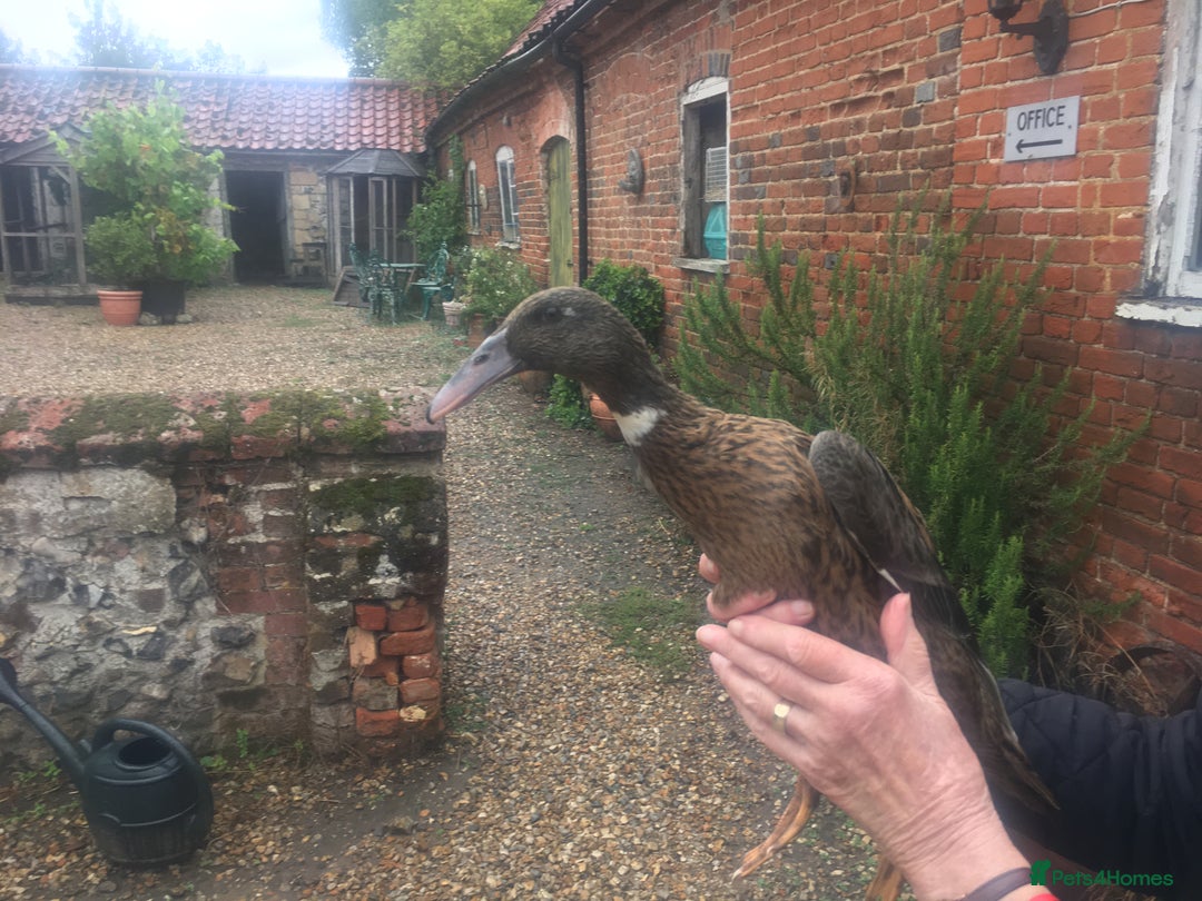 Ducks poultry for sale: Dutch Hookbills (Juvenile ducks) - Image 7