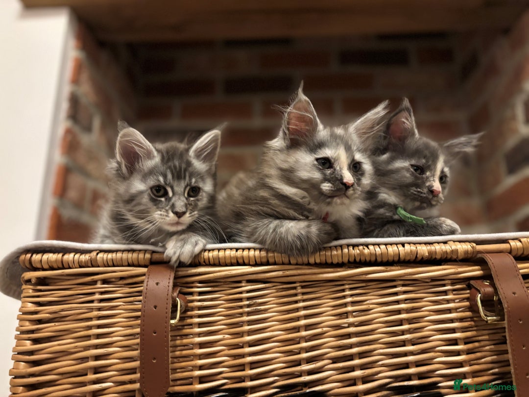 Maine Coon cats for sale: TICA Maine Coon Kittens - Advert 3