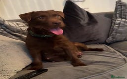 Patterdale Terrier dogs for sale: Patterdale puppies  - Image 2