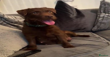 Patterdale Terrier dogs - Advert 8
