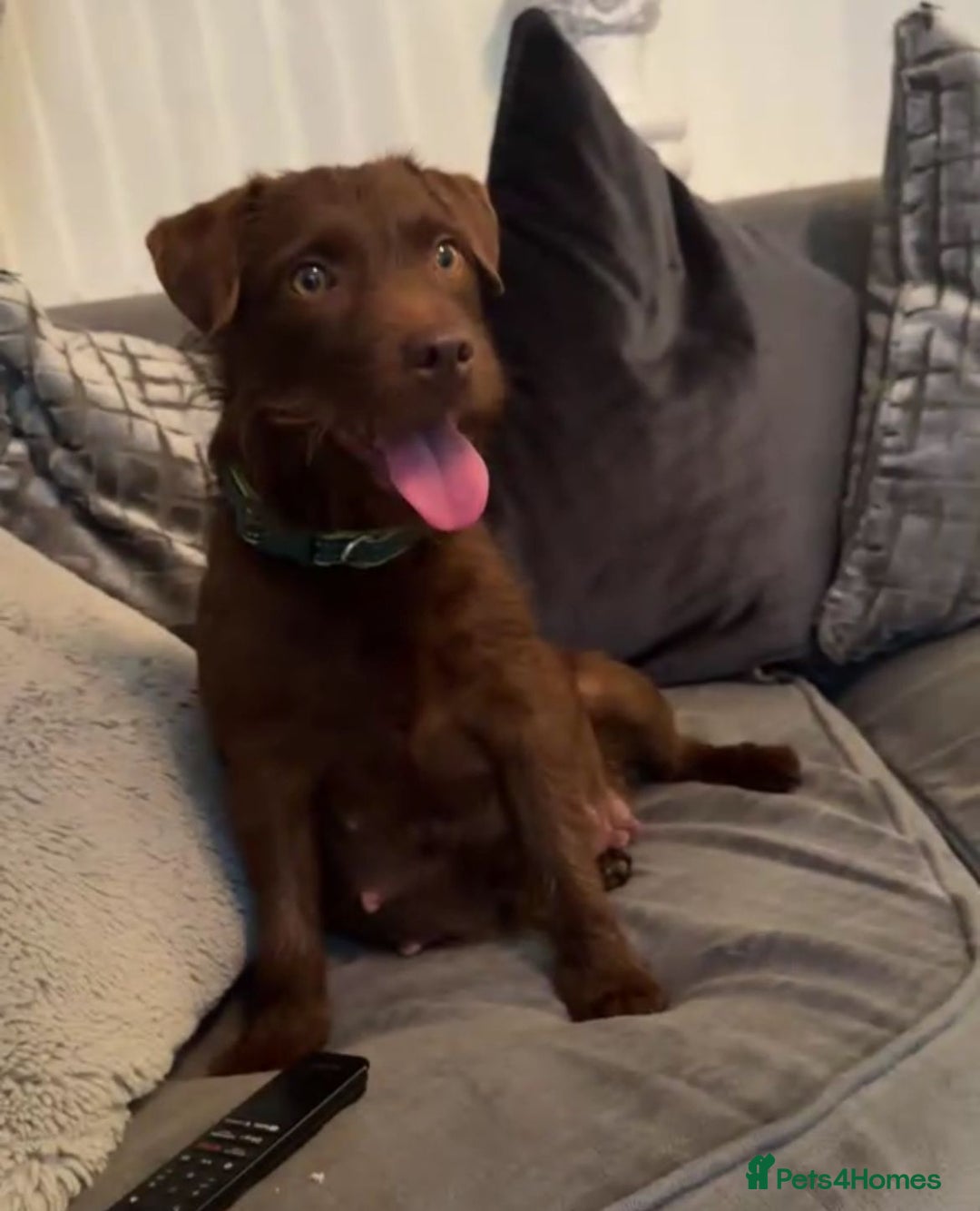 Patterdale Terrier dogs for sale: Patterdale puppies  - Image 2