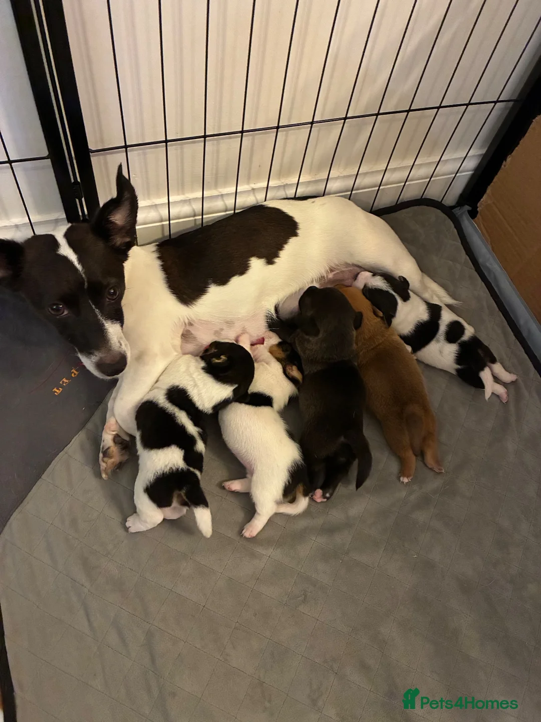 Jack Russell dogs for sale: Miniature Jack Russell’s looking for new homes  - Advert 20
