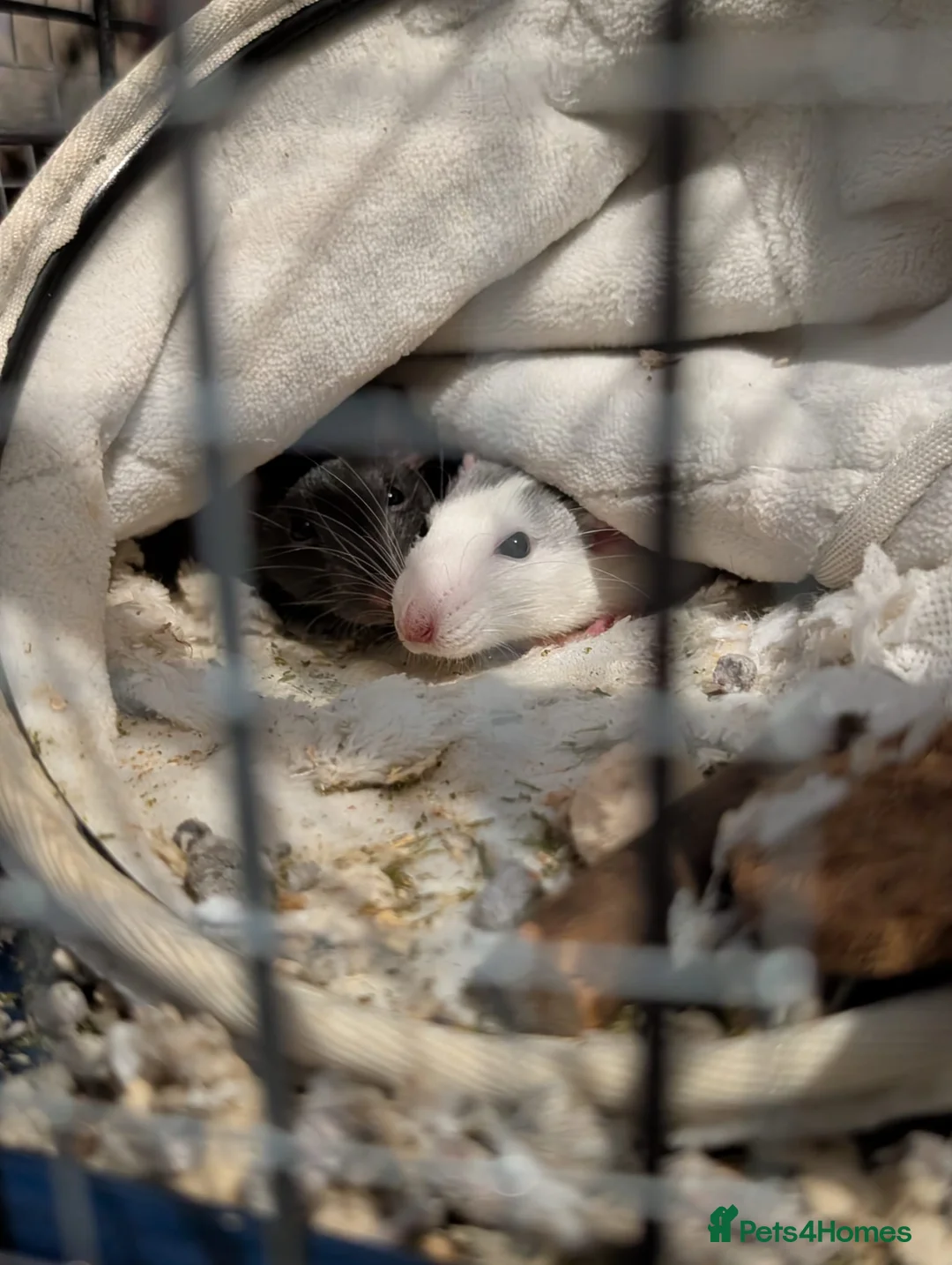 Rat rodents for sale: 2 female rats in Swindon - Advert 2