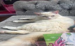 Ragdoll cats for sale: gorgeous flame ragdoll in Stevenage - Image 3