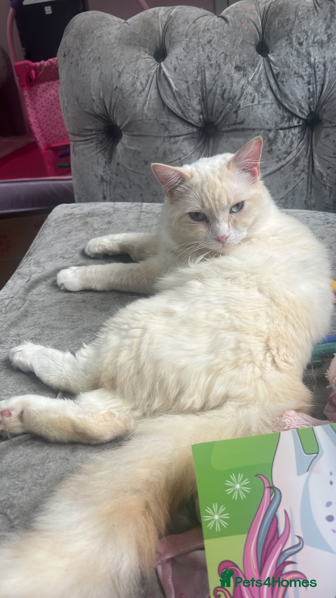 Ragdoll cats for sale: gorgeous flame ragdoll in Stevenage - Image 3