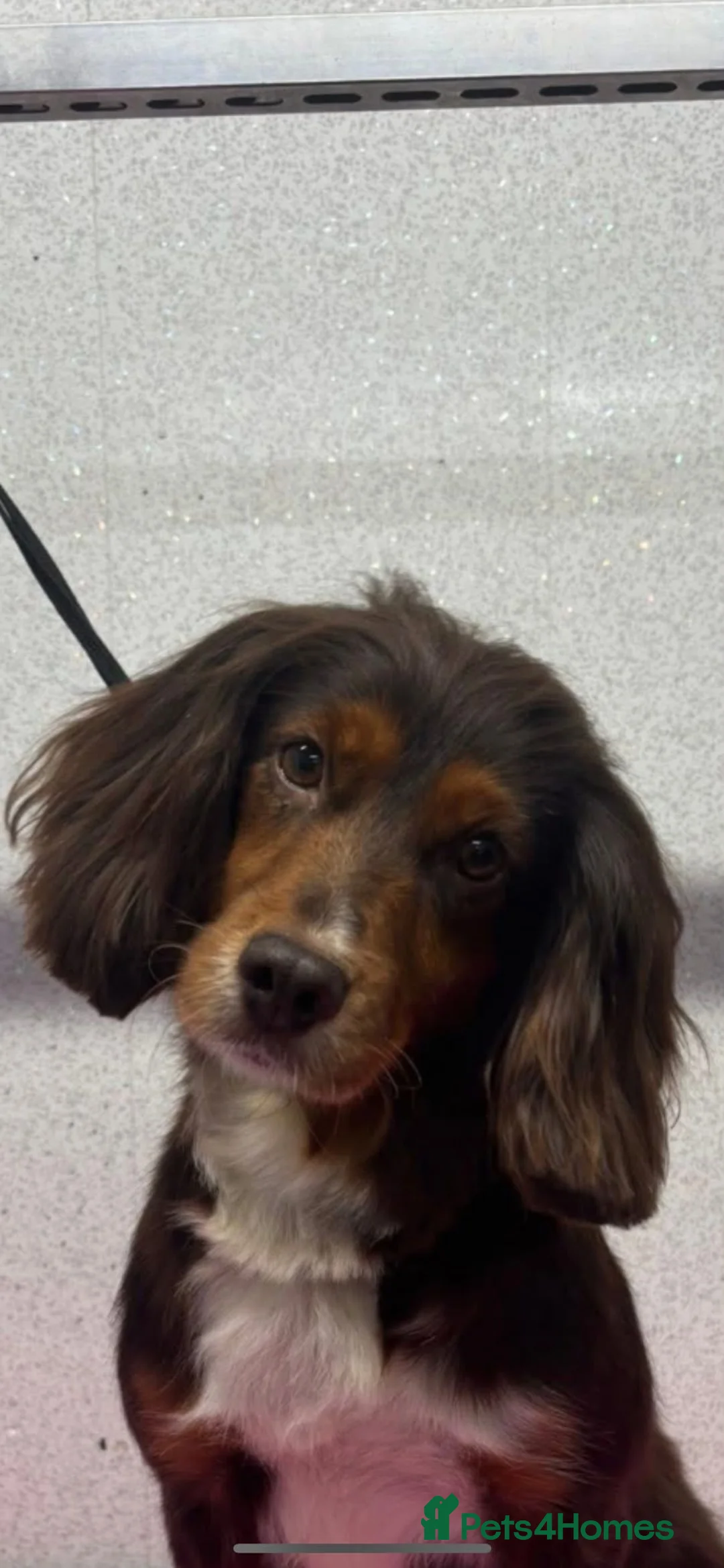 Mixed Breed dogs for sale: Tilly 3 Year Old Looking For New Home - Advert 4