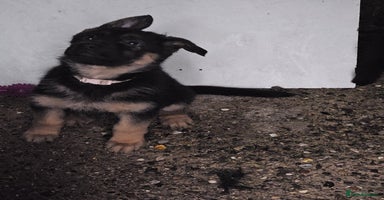 German Shepherd dogs German shepherd puppies  - Advert 6