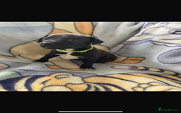 Patterjack dogs for sale: 4 beautiful patterjack boys  - Image 2