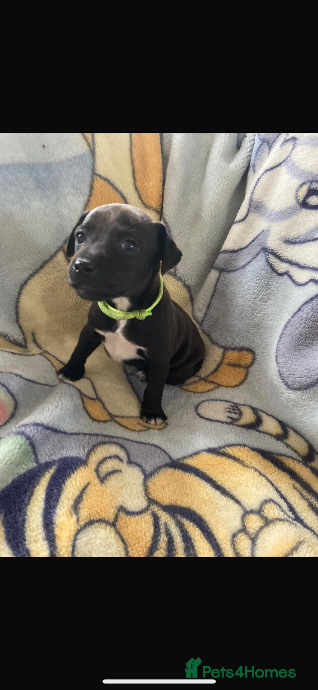 Patterjack dogs for sale: 4 beautiful patterjack boys  - Image 2