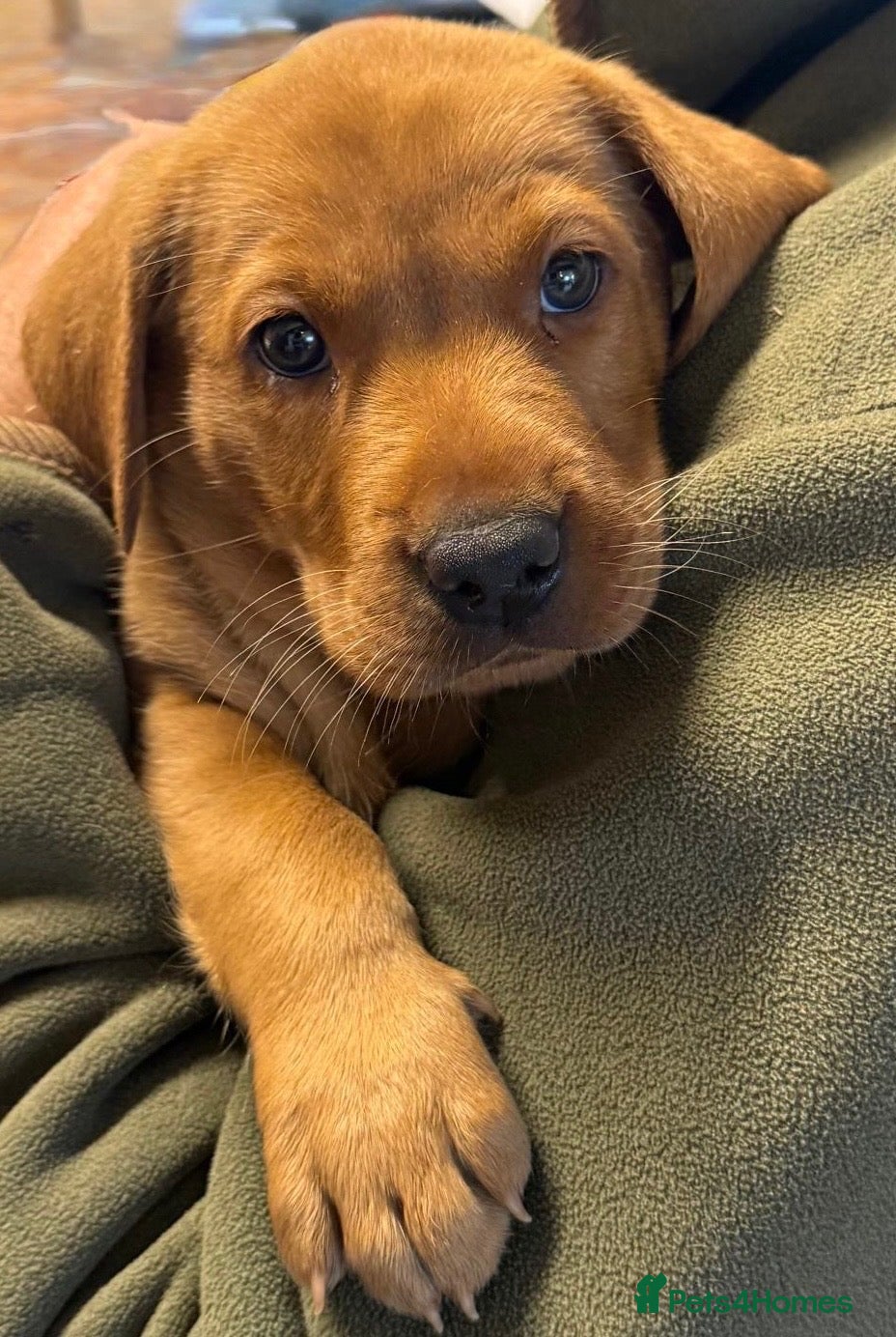Labrador Retriever dogs FOX RED LAB PUPS PARENTS EXTENSIVELY HEALTH TESTED - Advert 1