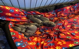 French Bulldog dogs for sale: french bulldog puppies  - Image 7