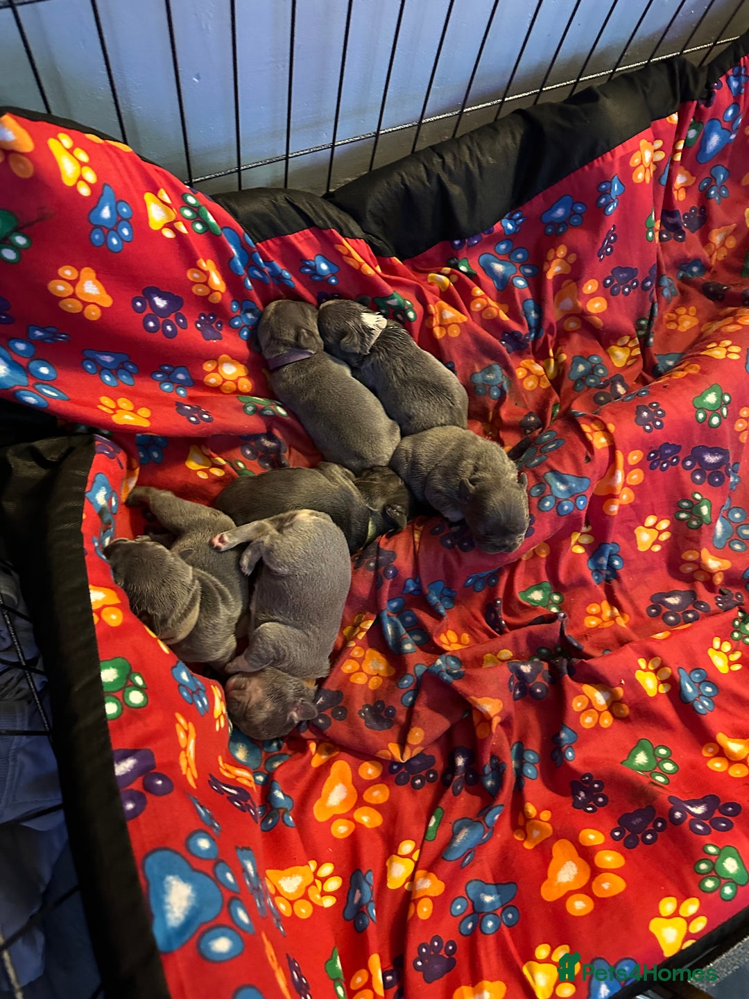 French Bulldog dogs for sale: french bulldog puppies  - Image 7
