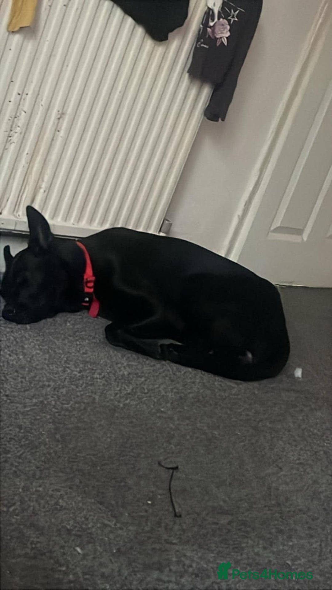 Mixed Breed dogs for sale: Malinoi x Dutch Herder - Advert 5