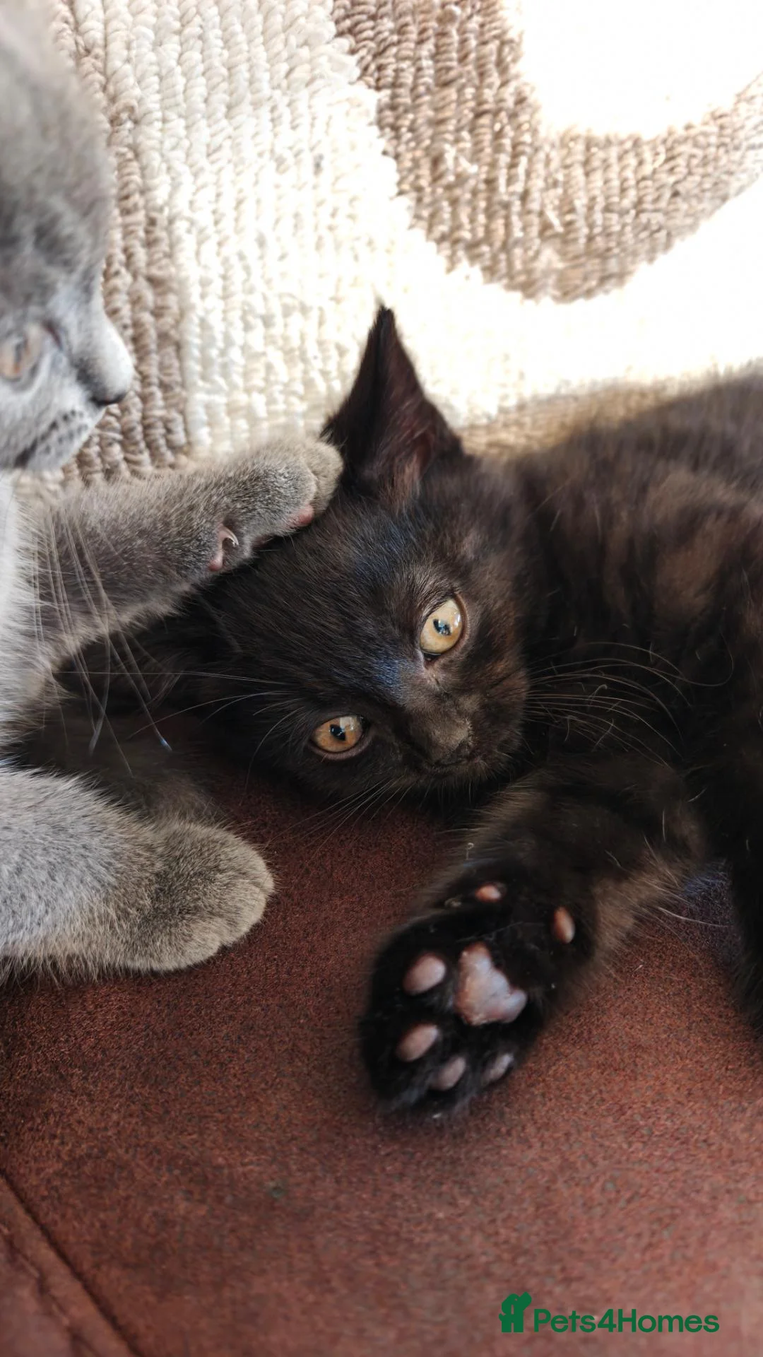 Mixed Breed cats for sale: Beautiful Home-Raised Kittens in Nottingham - Advert 2