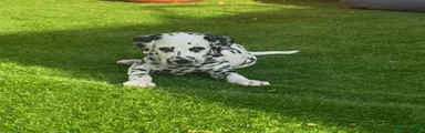 Dalmatian 1