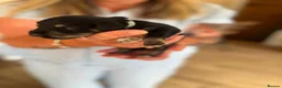 Miniature Schnauzer dogs for sale: Beautiful Miniature schnauzer Litter in Derby - Advert 5