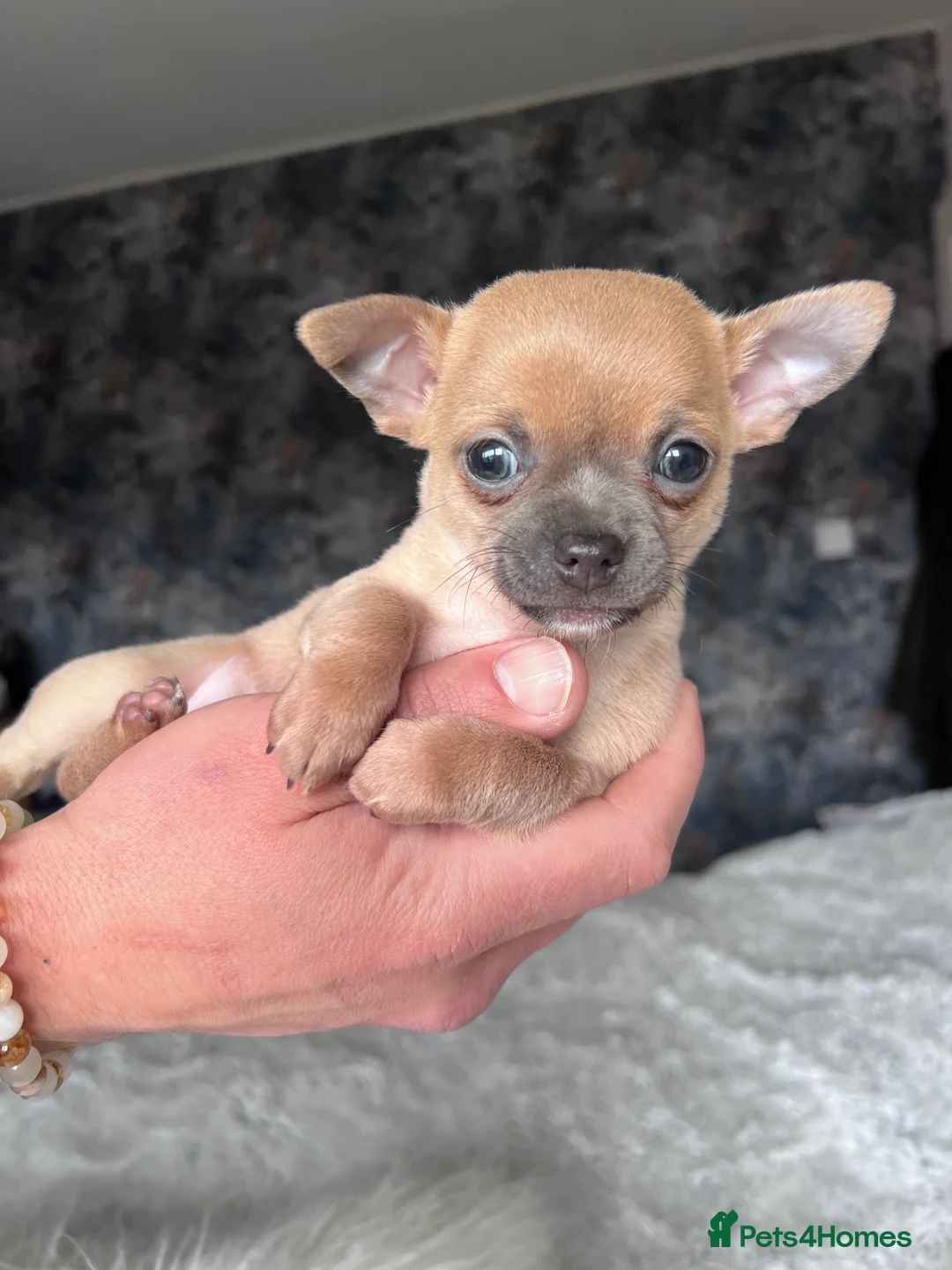 Chihuahua dogs for sale: Short coat chihuahuas available 🐾💓🐶 - Advert 14