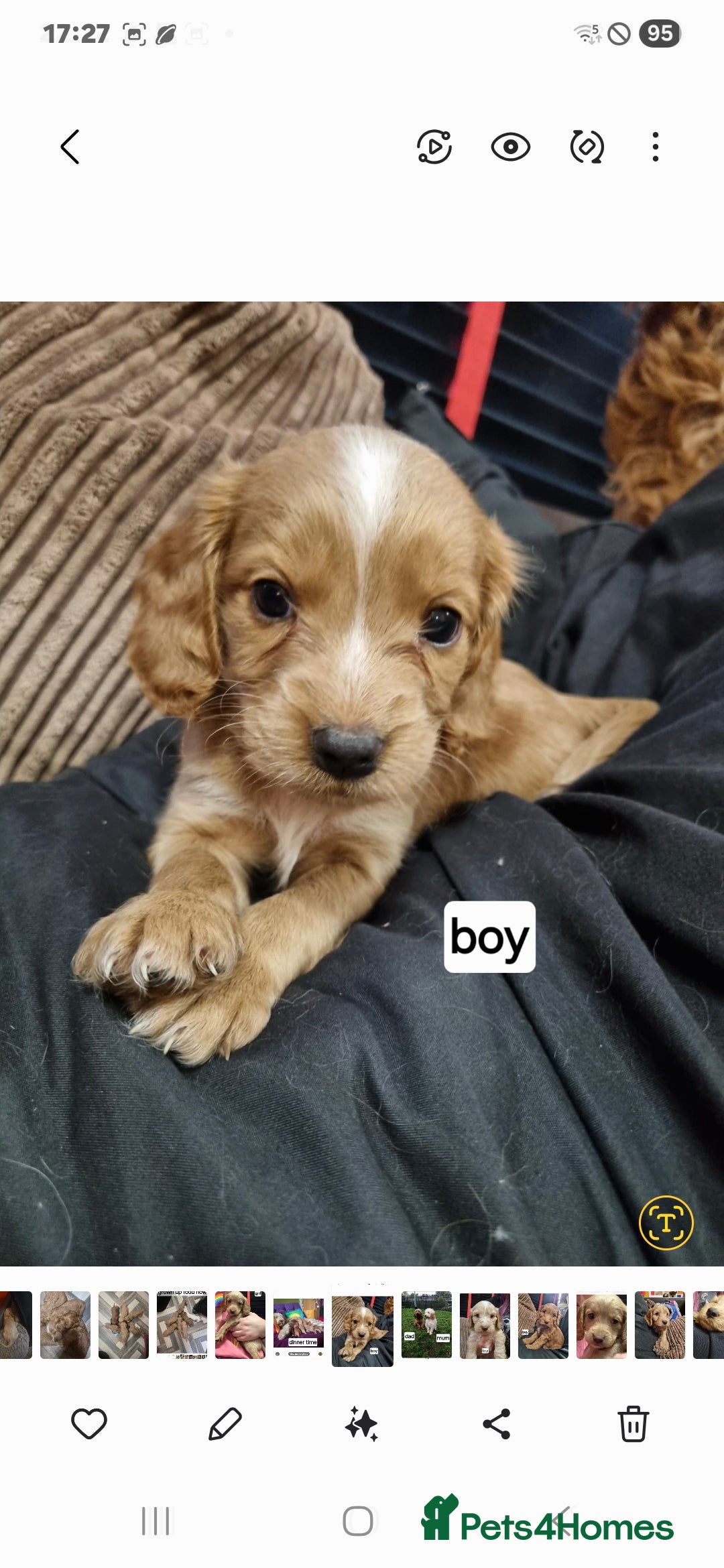 Cockapoo dogs for sale: Cameron's and Phoebe's babies  - Image 6