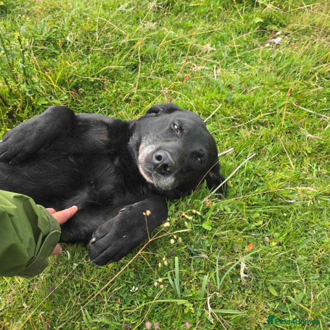 Labrador Retriever dogs for sale: Stunning KC Reg Labrador puppies - Advert 3