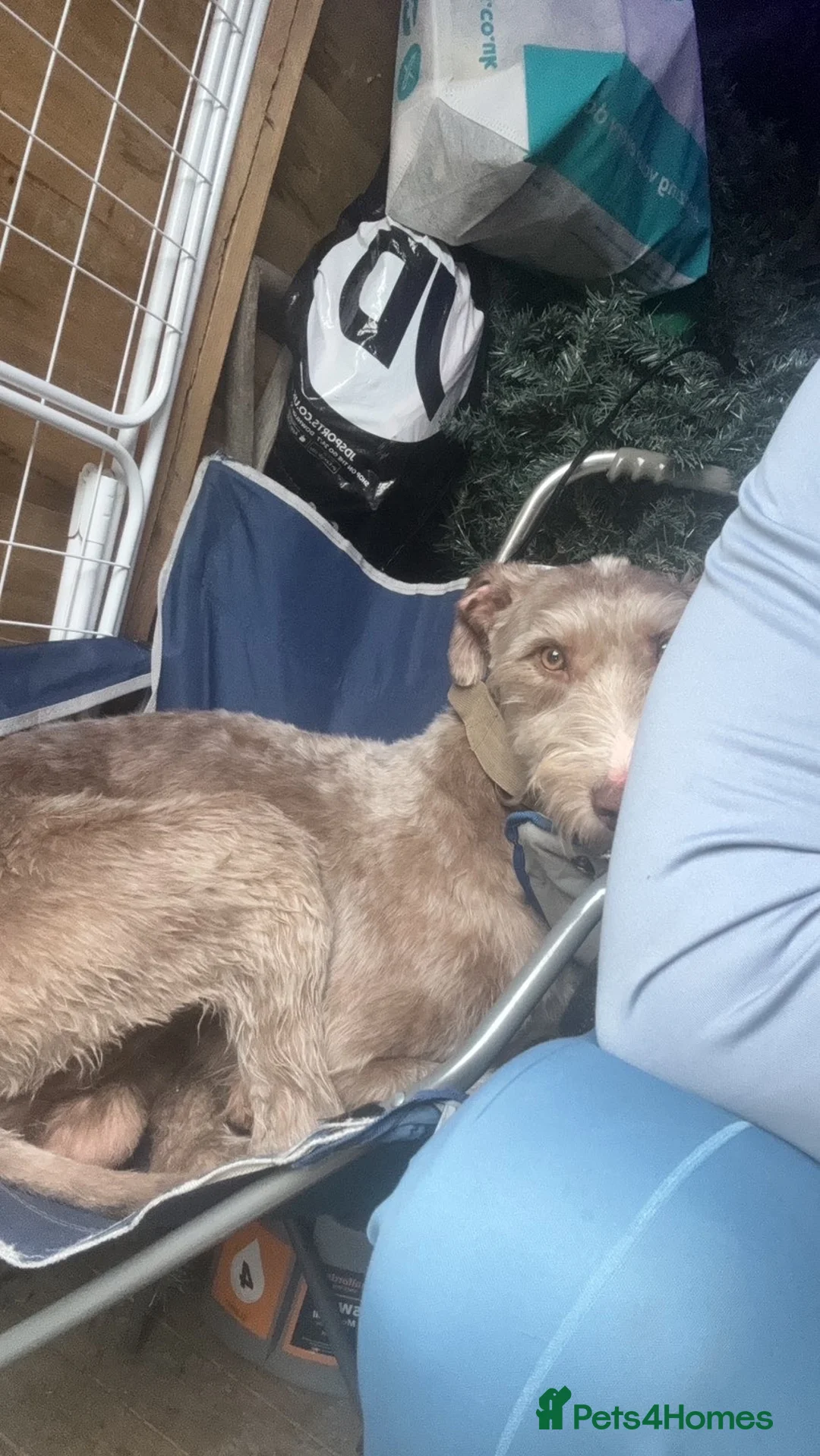 Mixed Breed dogs for sale: Sadly have to let our boy go in Polegate - Advert 2