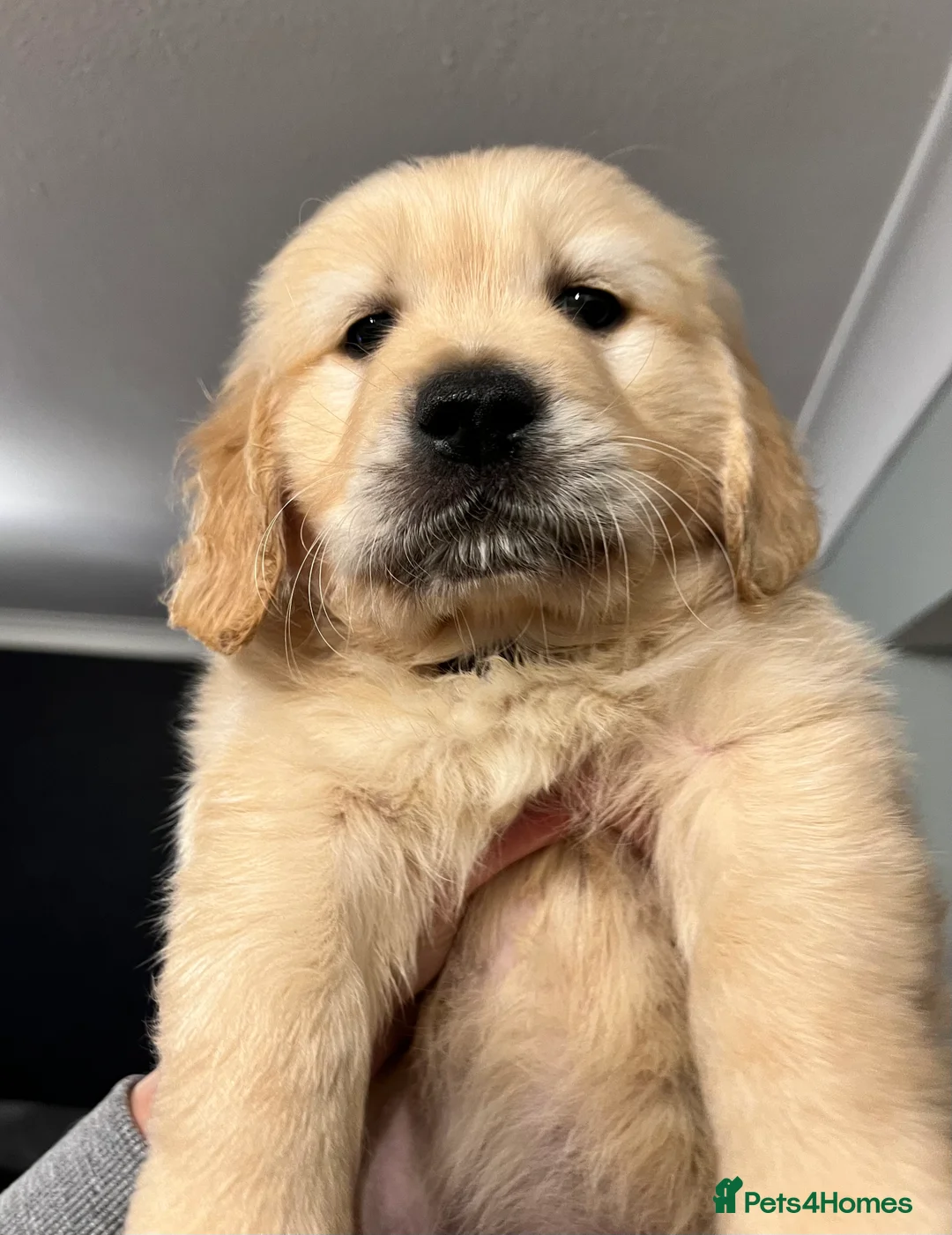 Golden Retriever dogs for stud: Kobe - KC Registered Golden Retriever Stud  - Advert 7