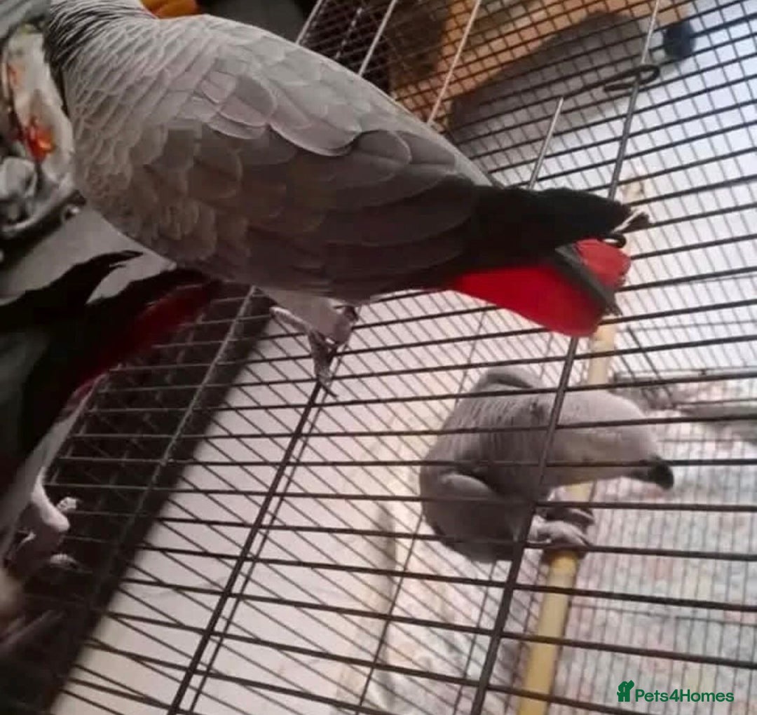 Parrots birds for sale: Super Tamed African Grey Parrots With Cage. - Image 6