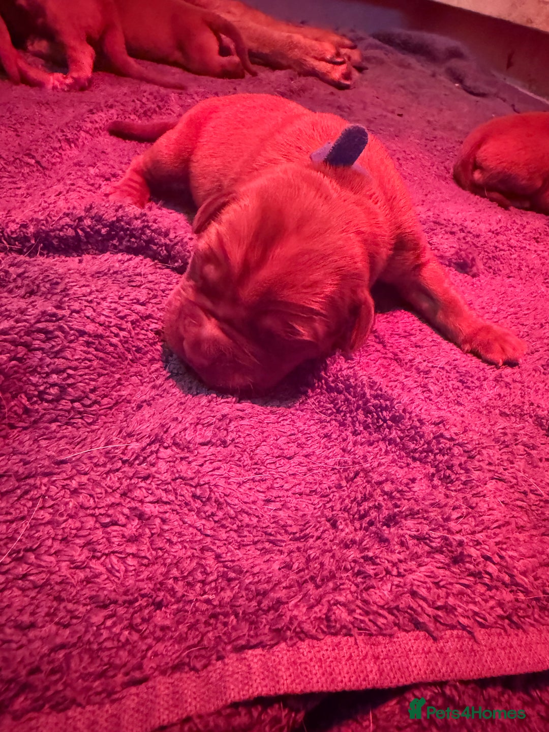 Dogue De Bordeaux dogs for sale: DOGUE DE BORDEAUX PUPPIES AVAILABLE 16/03/26 - Advert 3