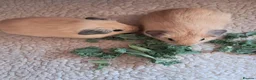 Guinea Pig rodents for sale: PURE CALIFORNIAN BABIES - Advert 9