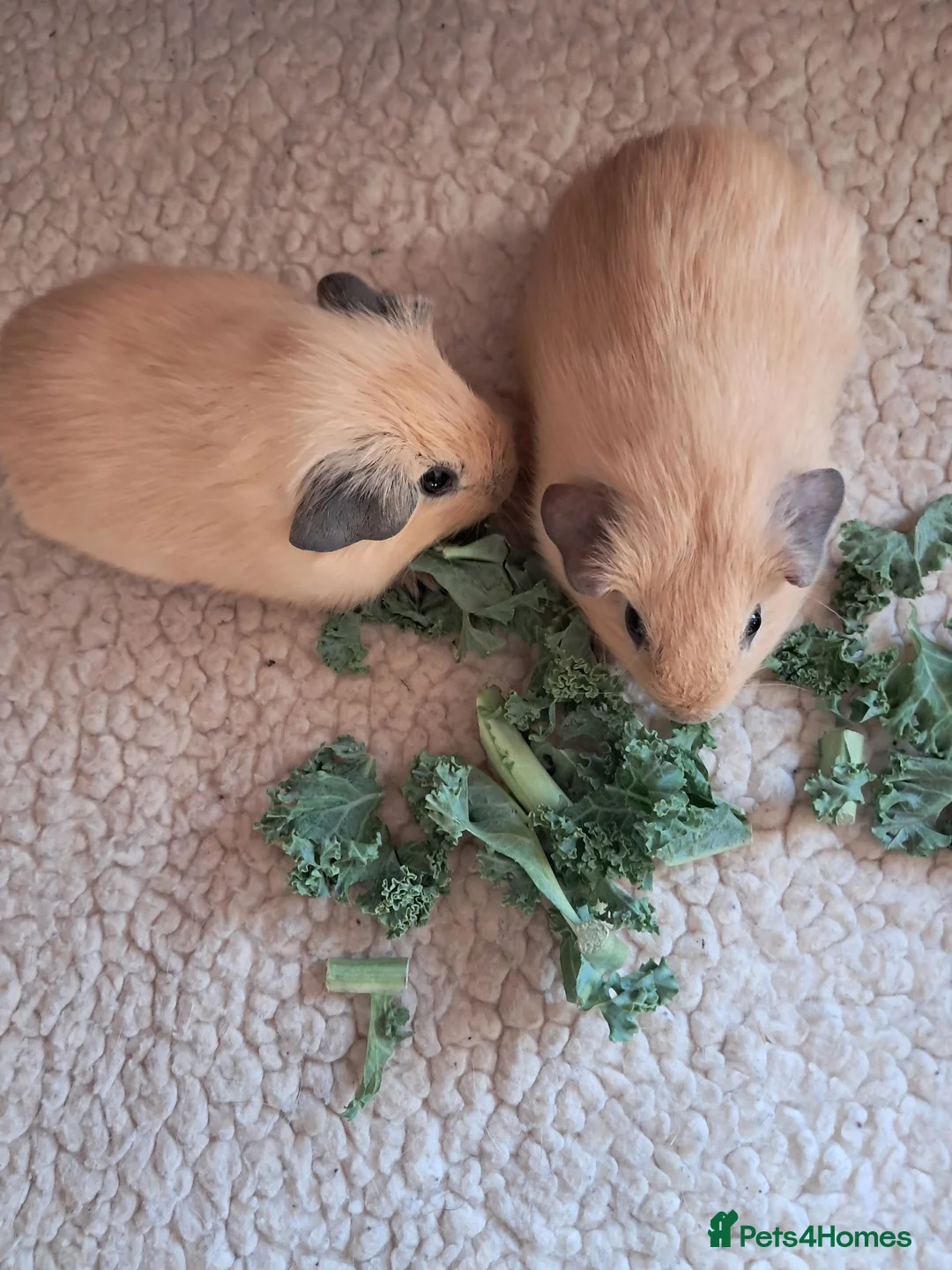 Guinea Pig rodents for sale: PURE CALIFORNIAN BABIES - Advert 9