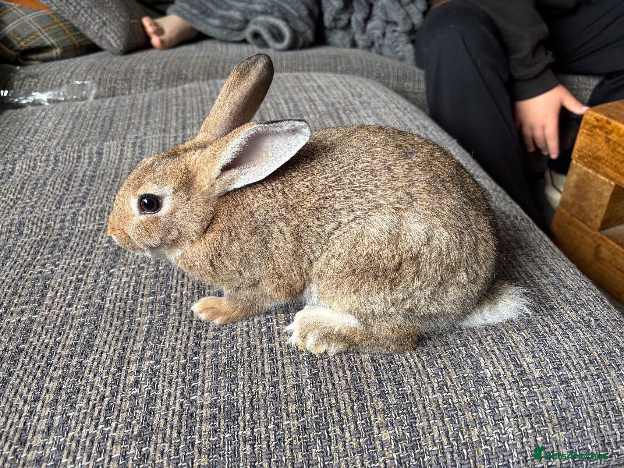 Mixed Breed rabbits Only 2 left Himalayan x lop bunnies ready to go  - Advert 2