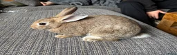 Mixed Breed rabbits for sale: Only 2 left Himalayan x lop bunnies ready to go  - Advert 2