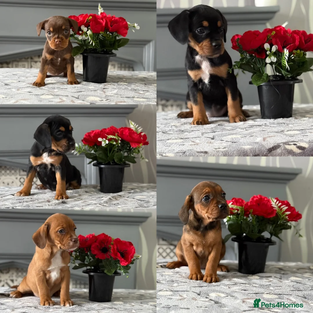 Mixed Breed dogs for sale: Meet the Frockers !!  - Advert 1