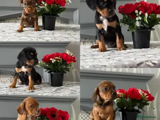 Mixed Breed dogs Meet the Frockers !! - Advert 1