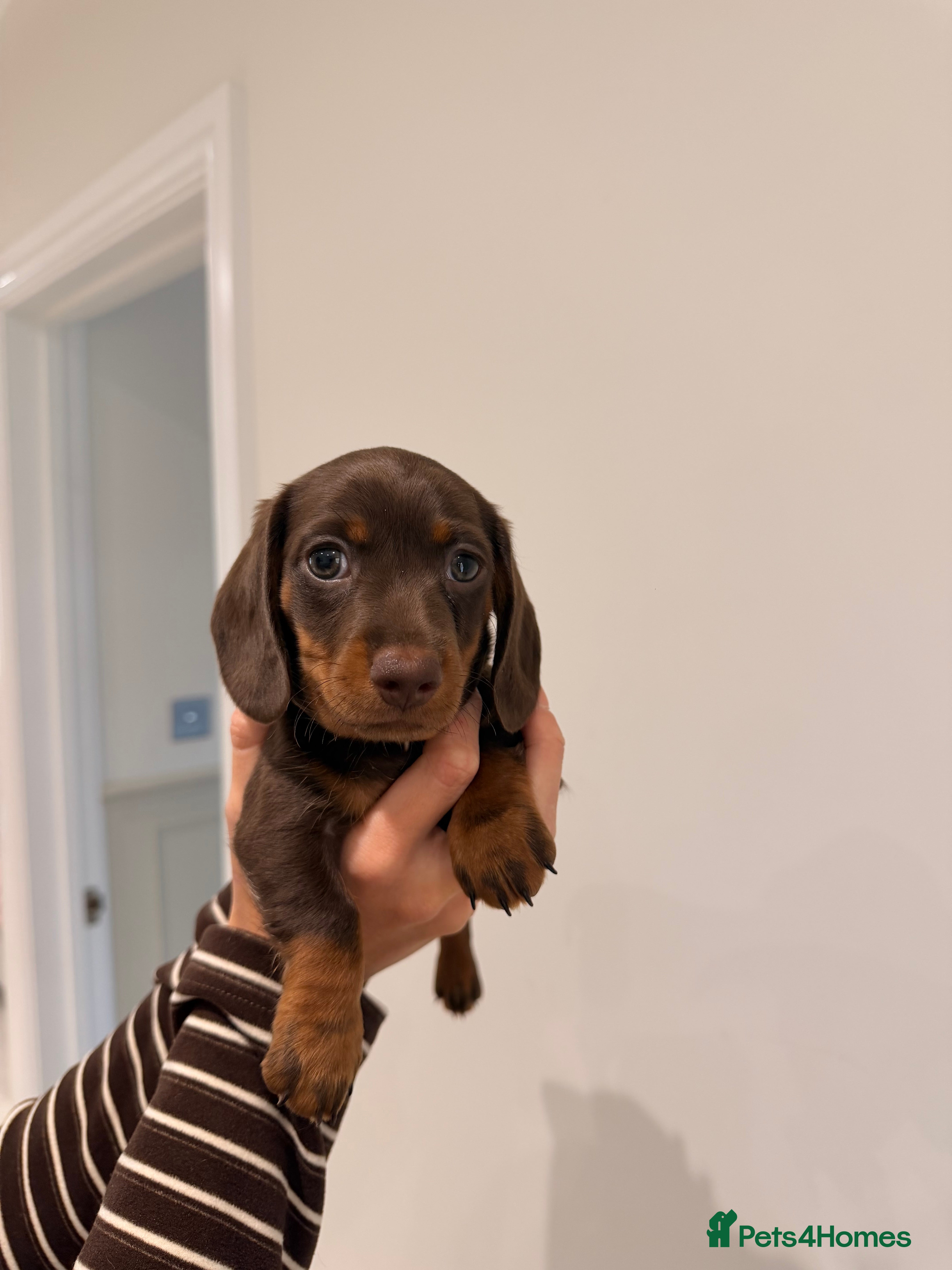 Miniature Dachshund dogs Miniature Dachshund Girl  - Advert 5