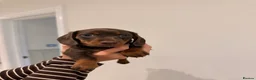 Miniature Dachshund dogs for sale: Miniature Dachshund Girl  - Advert 1