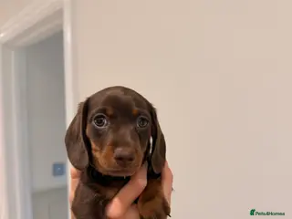 Miniature Dachshund dogs Miniature Dachshund Girl - Advert 10