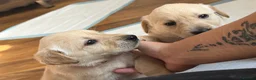 Goldador dogs for sale: Beautiful Goldador Puppies  - Advert 9