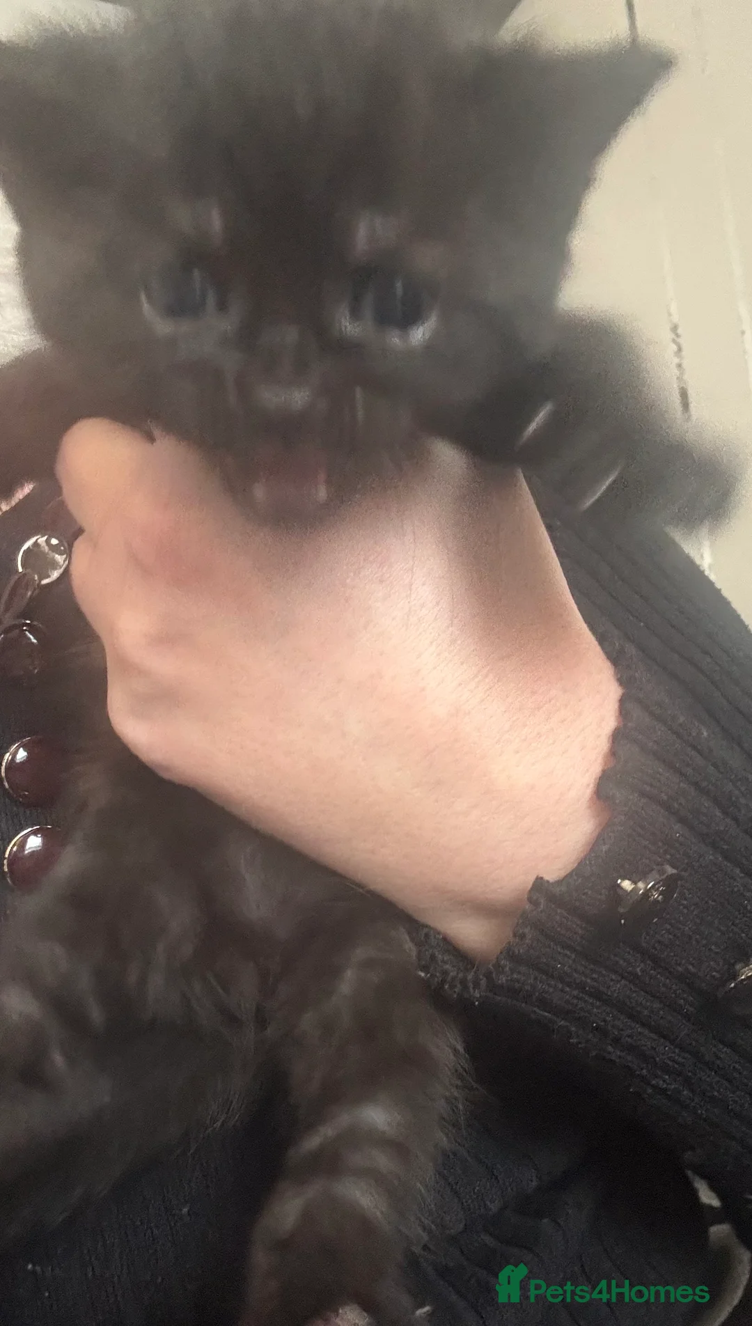 Mixed Breed cats for sale: Four beautiful kittens  - Advert 2