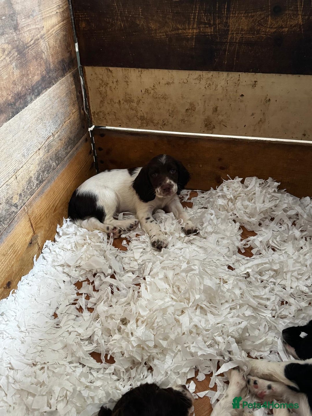 English Springer Spaniel dogs for sale: English Springer Spaniel dogs - Image 13
