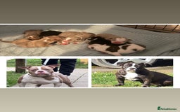 American Bully dogs for sale: Pocket Bully puppy’s  - Image 13
